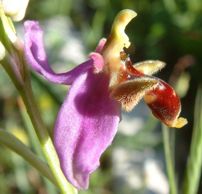 Ophrys orphanidea, O. masticorum e O. minutula